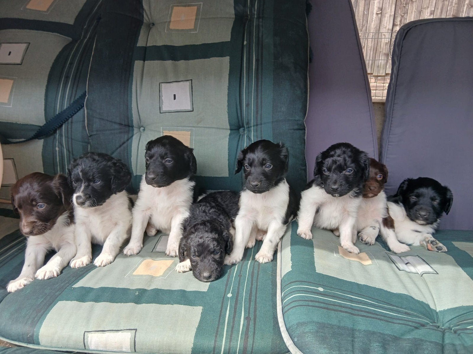 Friese stabij pups, 8 tot 15 weken, Meerdere, Meerdere dieren, Middel