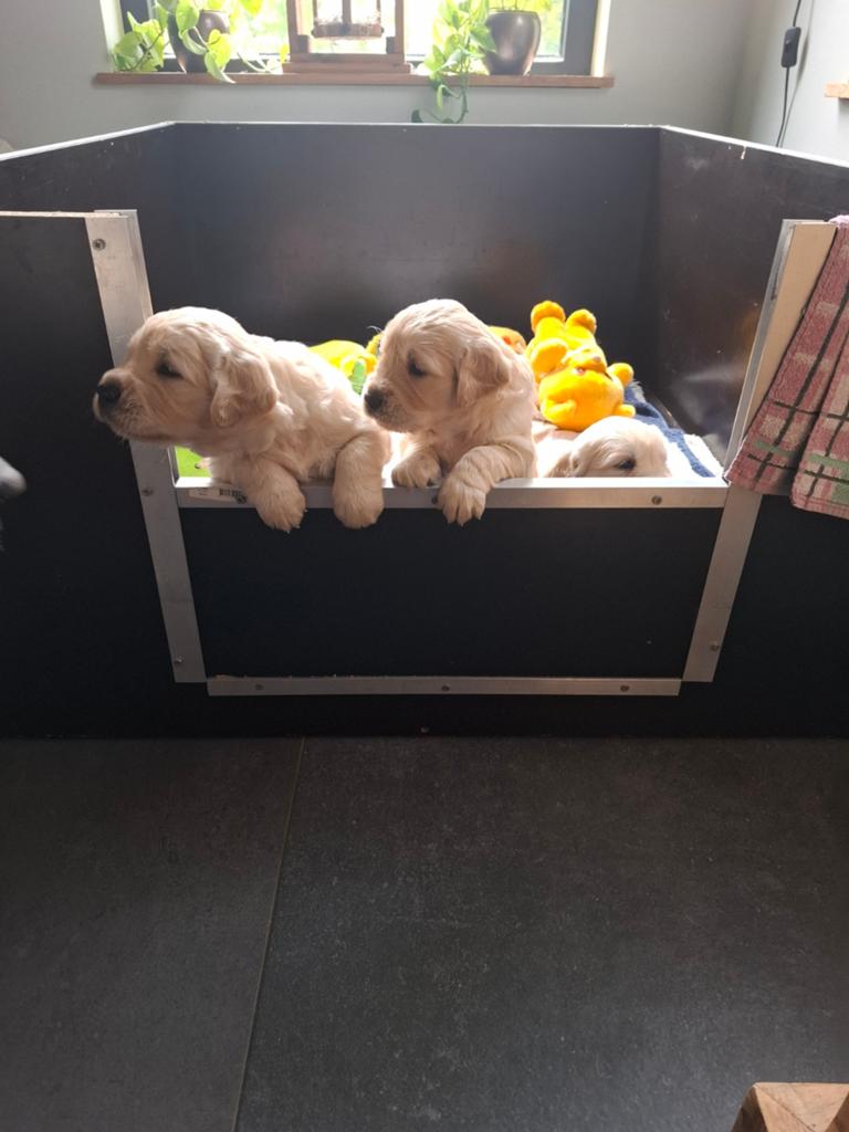 Golden retriever puppy's geboren 23 apr, Dieren en Toebehoren, Honden | Retrievers, Spaniëls en Waterhonden, Golden retriever