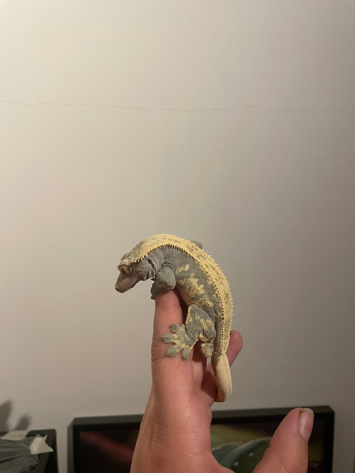 Wimpergekko’s / crested gecko’s Crested Gecko - male for sale from Milan