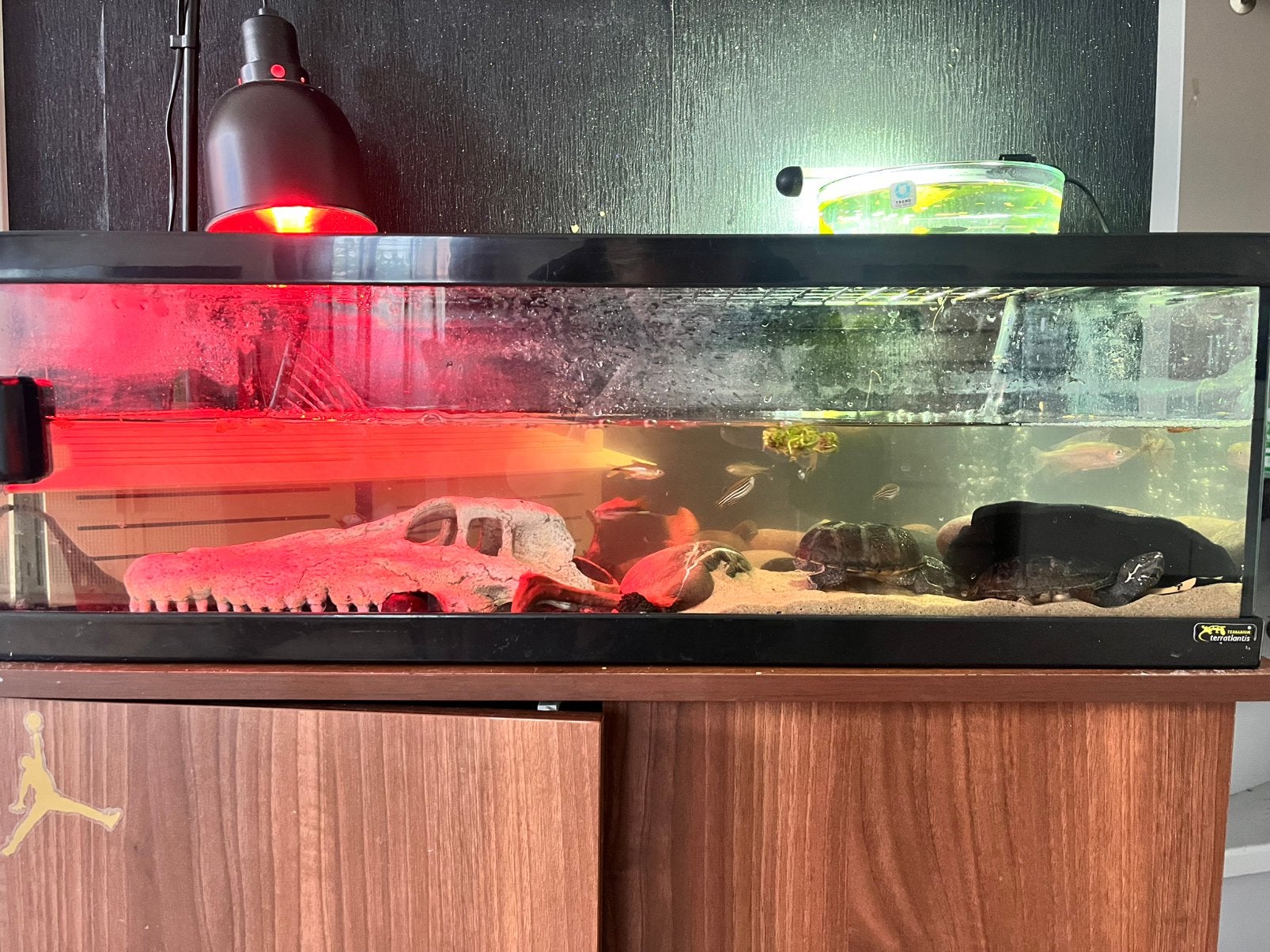 Schildpadden bak inclusief schildpadden, Ophalen, Zo goed als nieuw