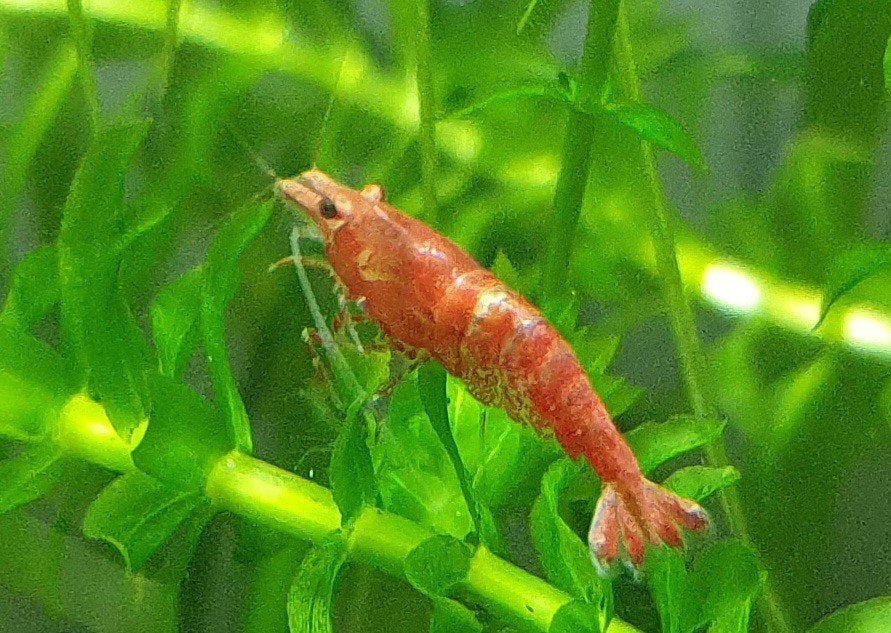 Neocaridina davidi – Vuurgarnaal, Kreeft, Krab of Garnaal