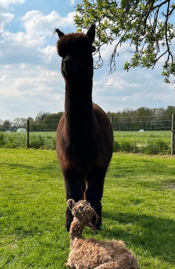 Zwarte Alpaca Merrie, Dieren en Toebehoren, Juli, Vrouwelijk