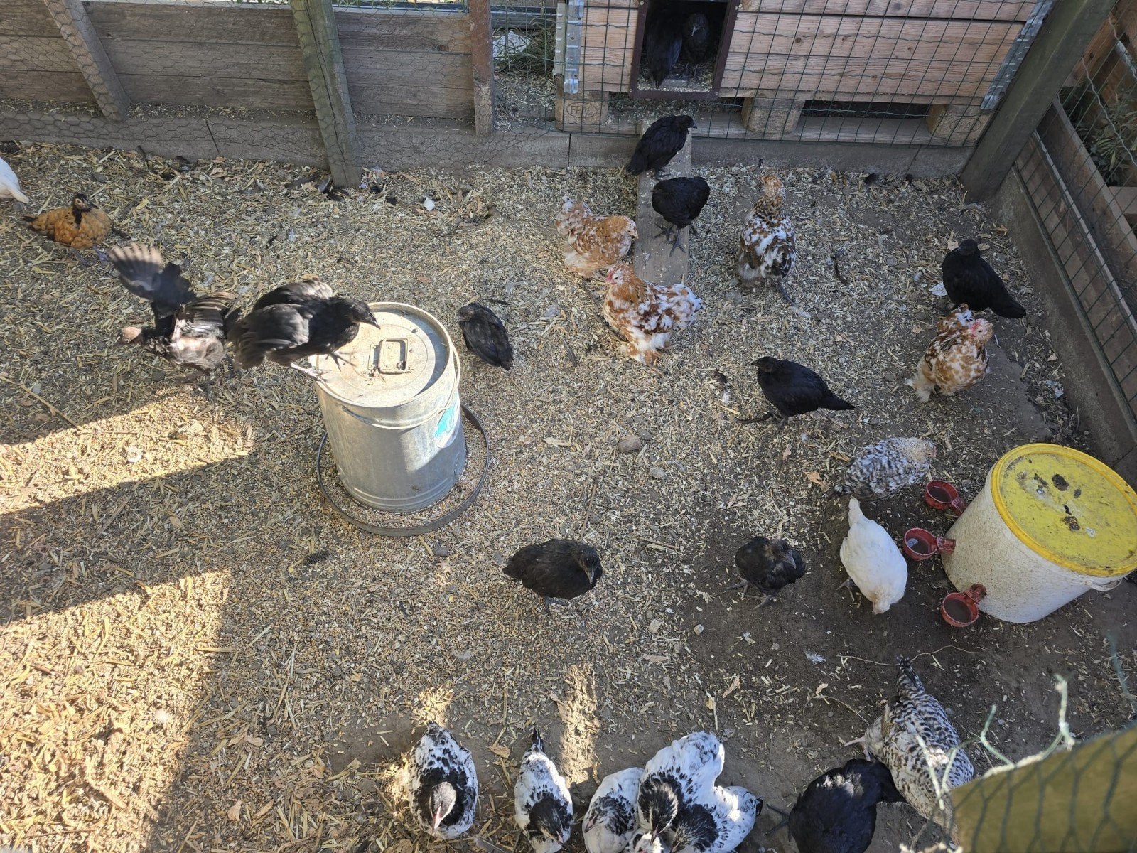 jonge kippen van verschillende rassen, Dieren en Toebehoren, Pluimvee, Meerdere dieren, Kip