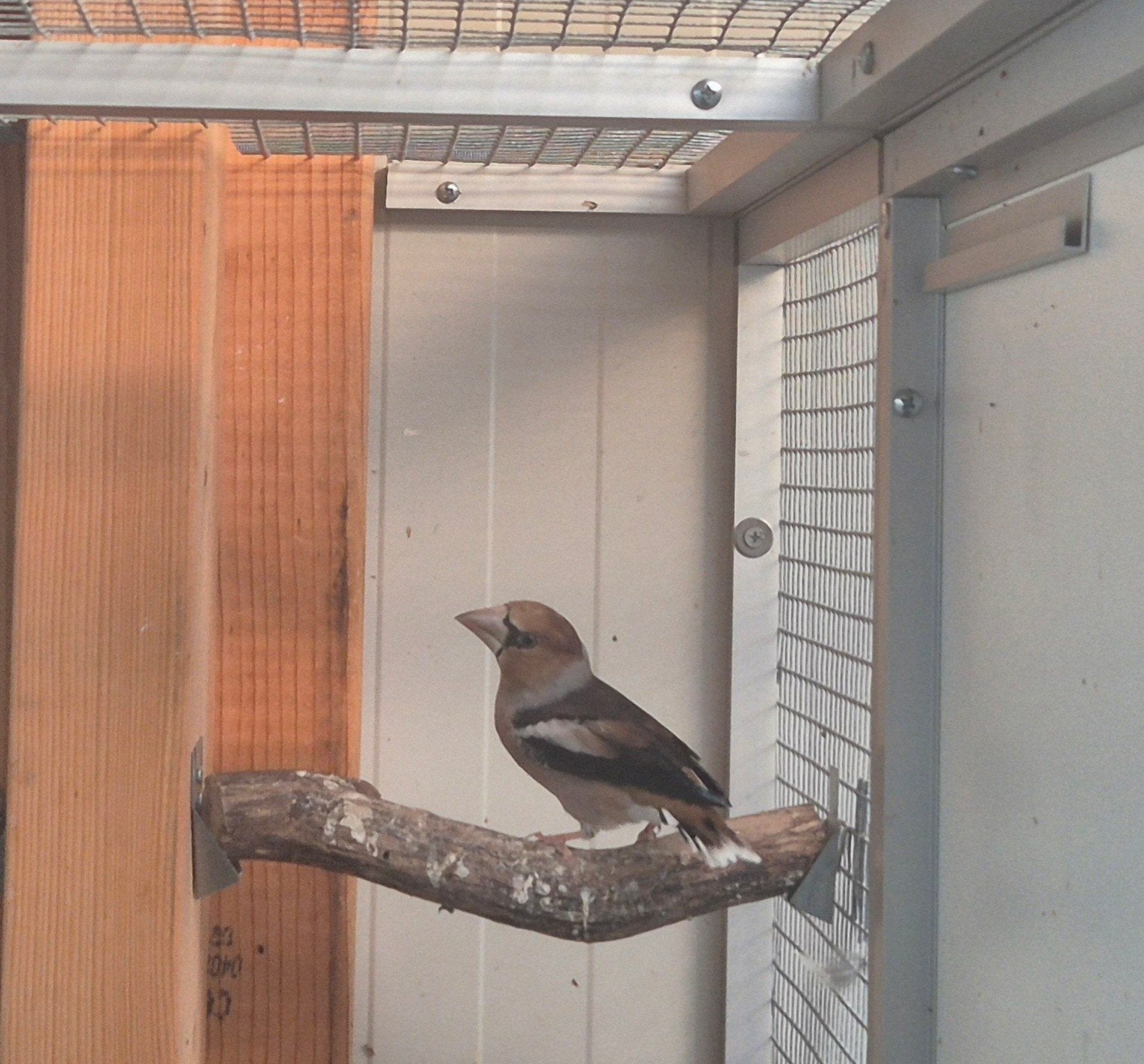 appelvink man 2022, Dieren en Toebehoren, Mannelijk