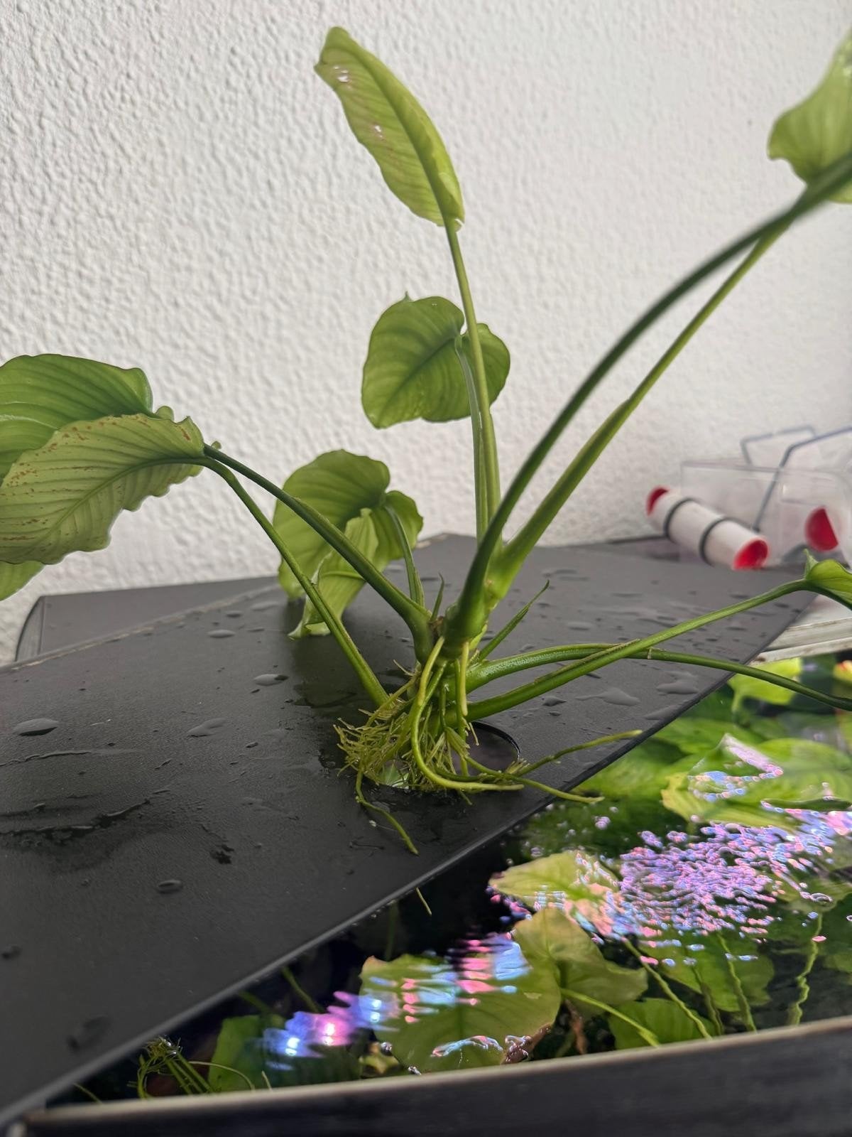 Anubias, Ophalen of Verzenden