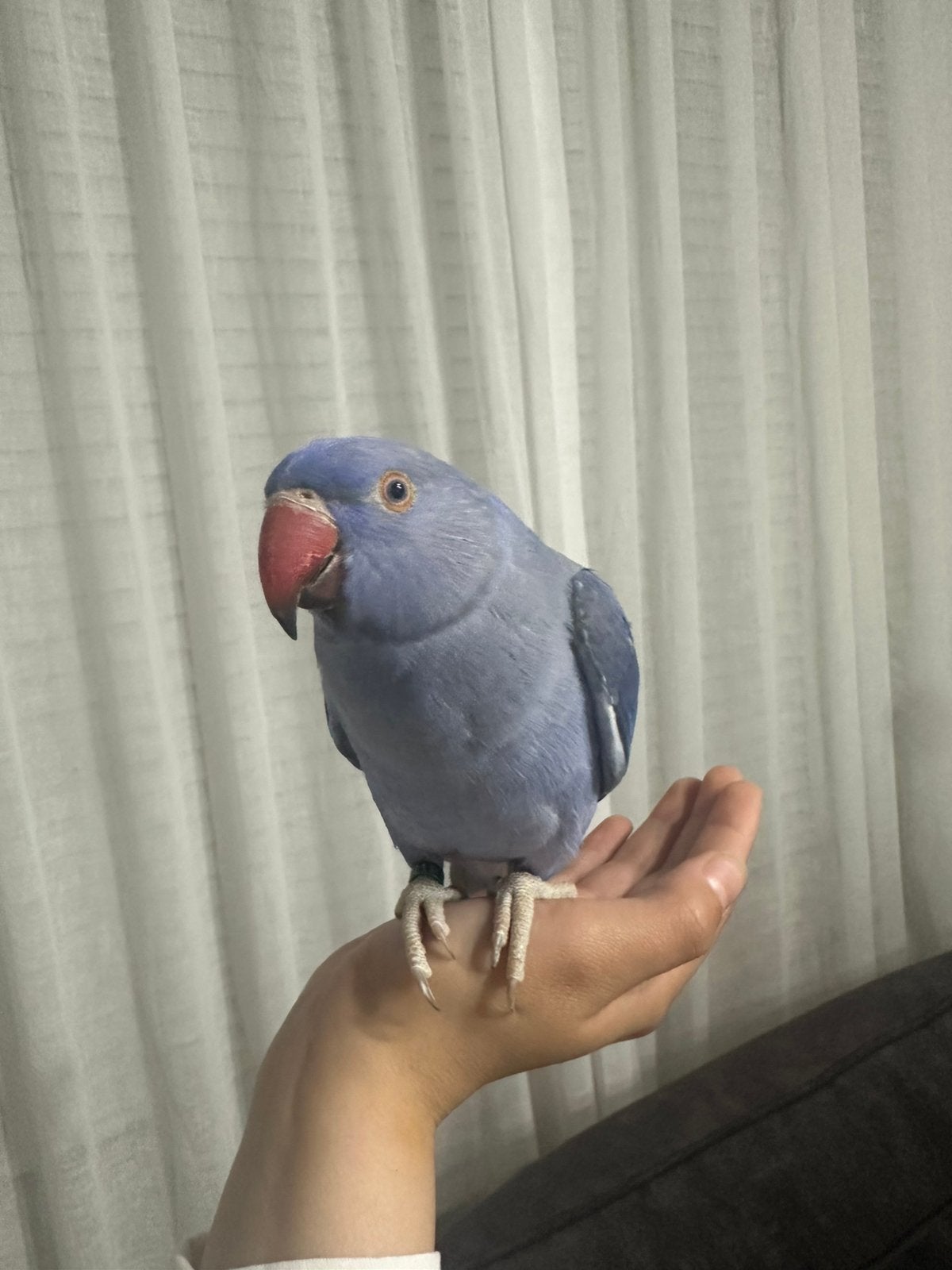 Lieve half tamme halsbandparkiet dame zoekt een nieuw thuis, Dieren en Toebehoren, Vrouwelijk, Parkiet, Tam