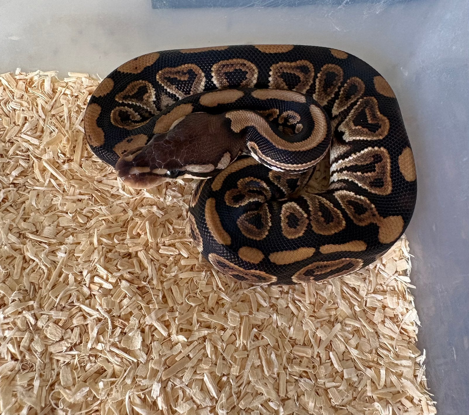 Black Pastel dh DG Clown vrouw Koningspython ballpython, Slang, 0 tot 2 jaar