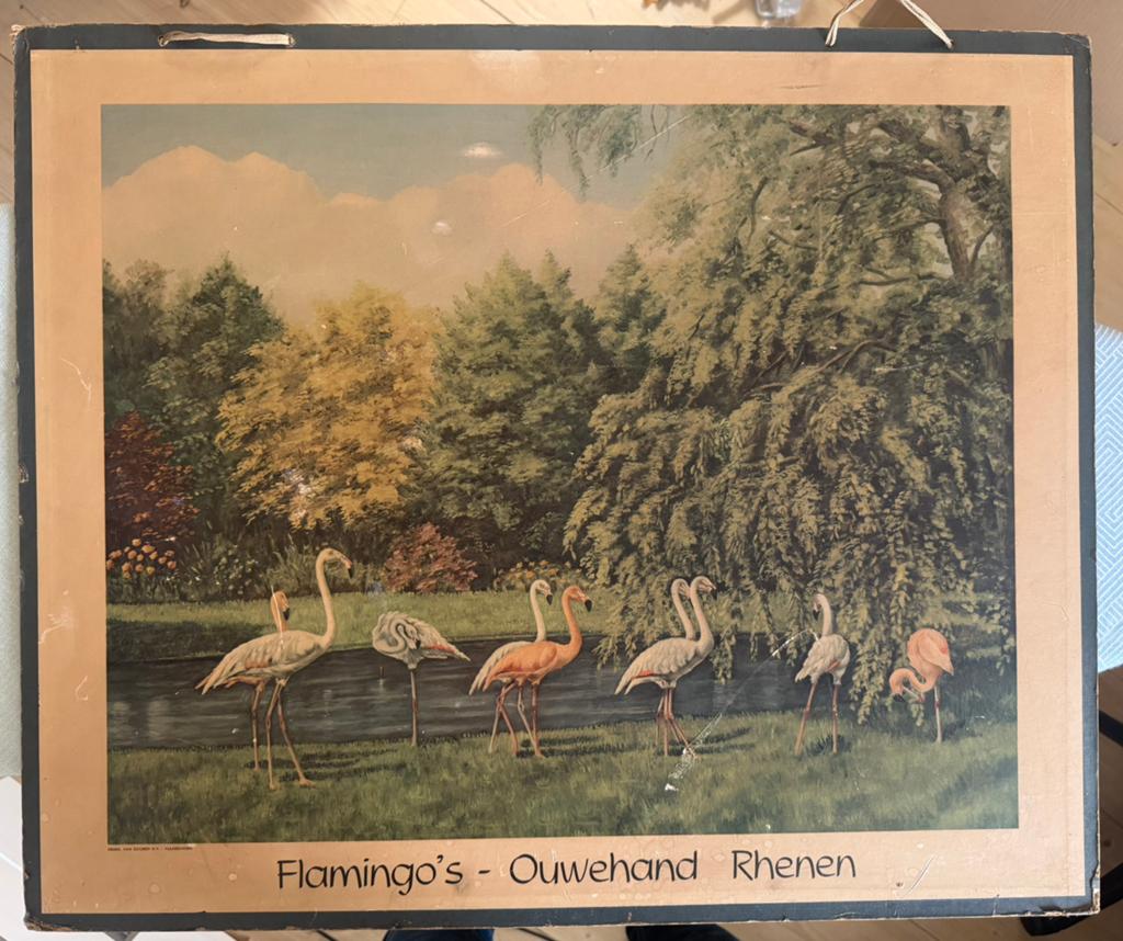Flamingo’s Ouwehands Rhenen, Antiek en Kunst, Ophalen, Natuur en Biologie