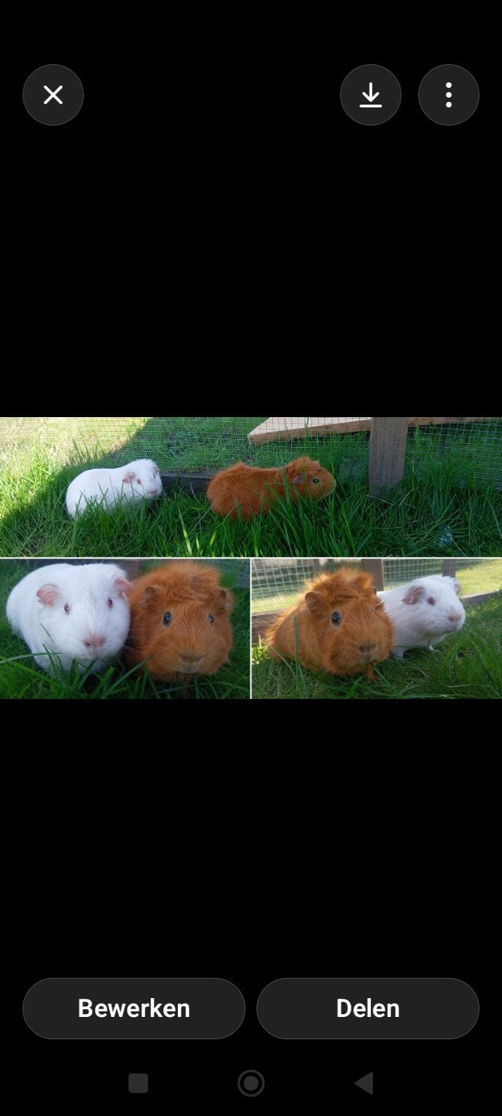 Twee lieve beertjes van 2 jaar zoeken een fijn nieuw thuis ?, Dieren en Toebehoren, Cavia, April, Mannelijk, Tam