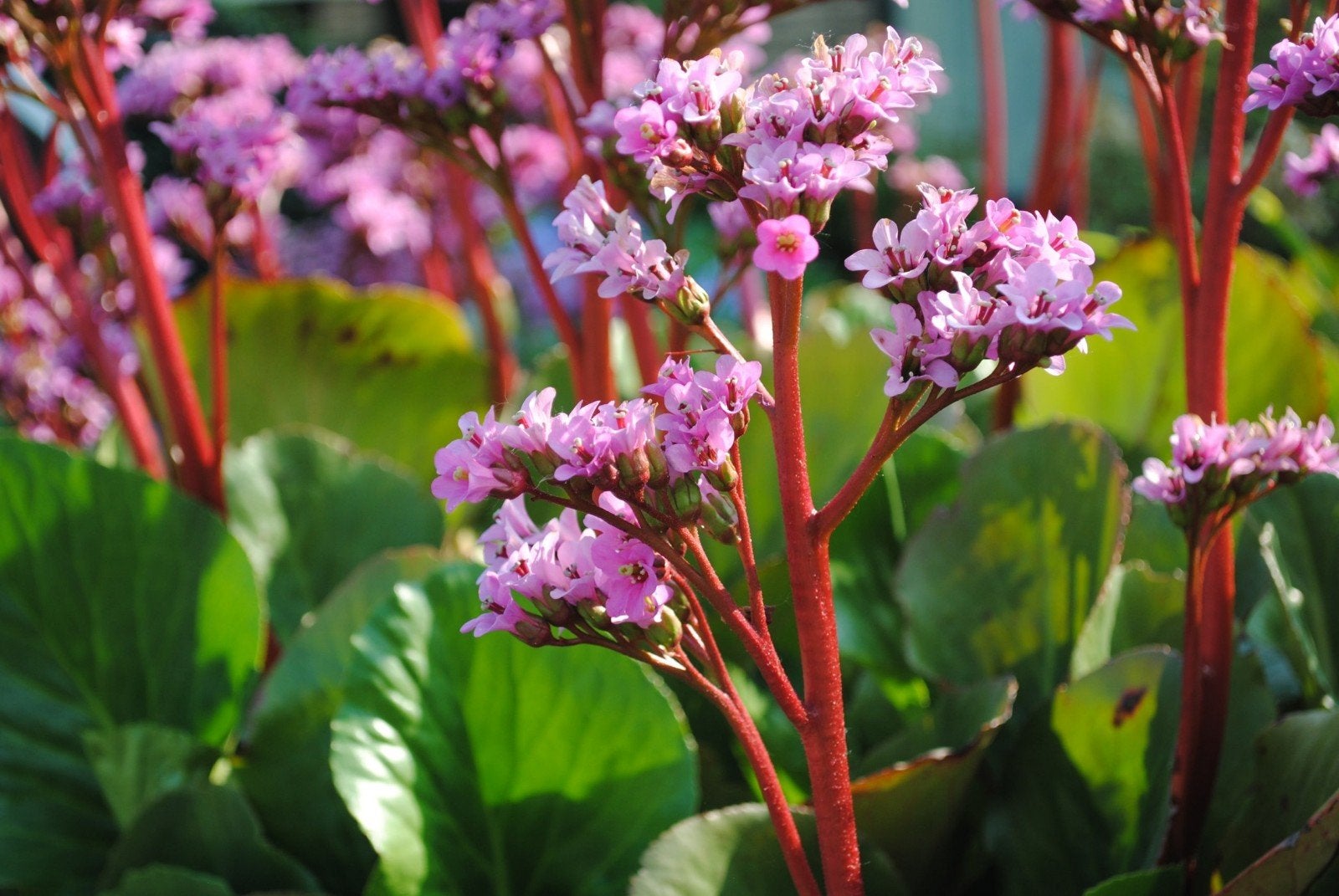 12x Bergenia cordifolia, schoenlappersplant, p9 pot, Ophalen, Bodembedekkers, Vaste plant, Halfschaduw