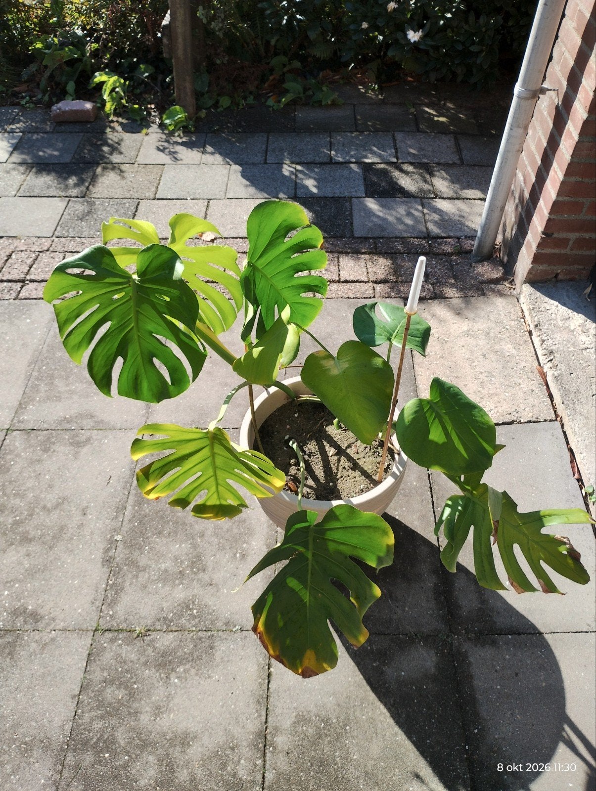 Monstera Deliciosa - Gatenplant, Ophalen, Overige soorten, Halfschaduw, In pot