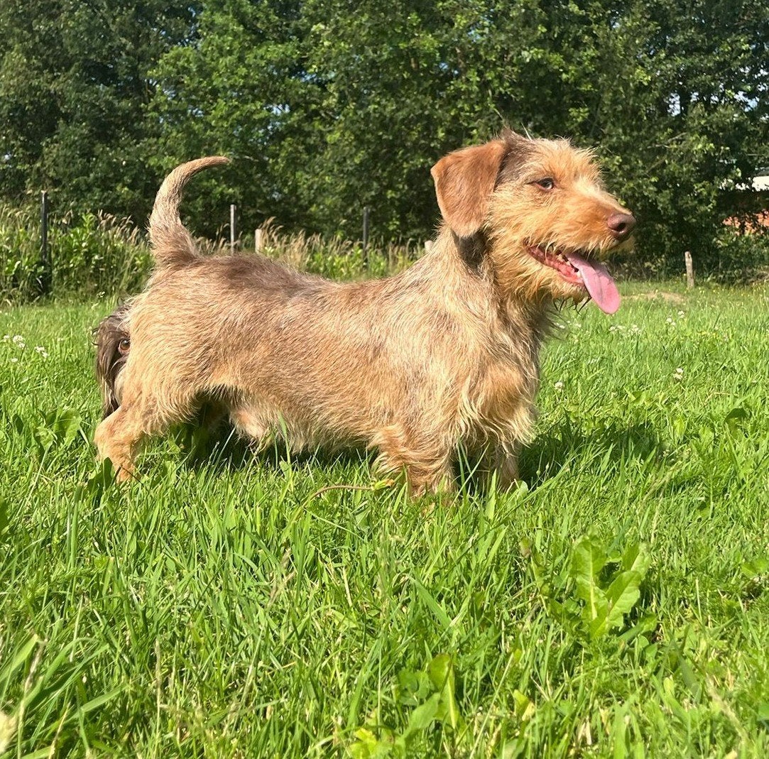 Chocotijger ruwhaar dwerg teckel dekreu., Parvo, Reu, 1 tot 2 jaar, Eén hond
