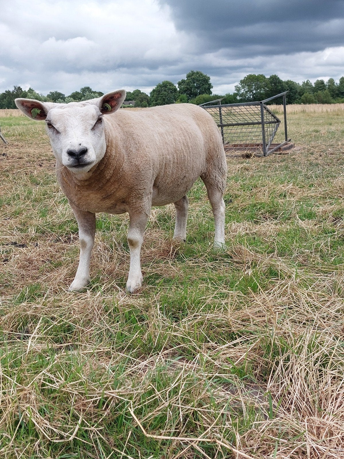 Stamboek Texelaar ooi (1 jarig), Vrouwelijk, Schaap, 0 tot 2 jaar