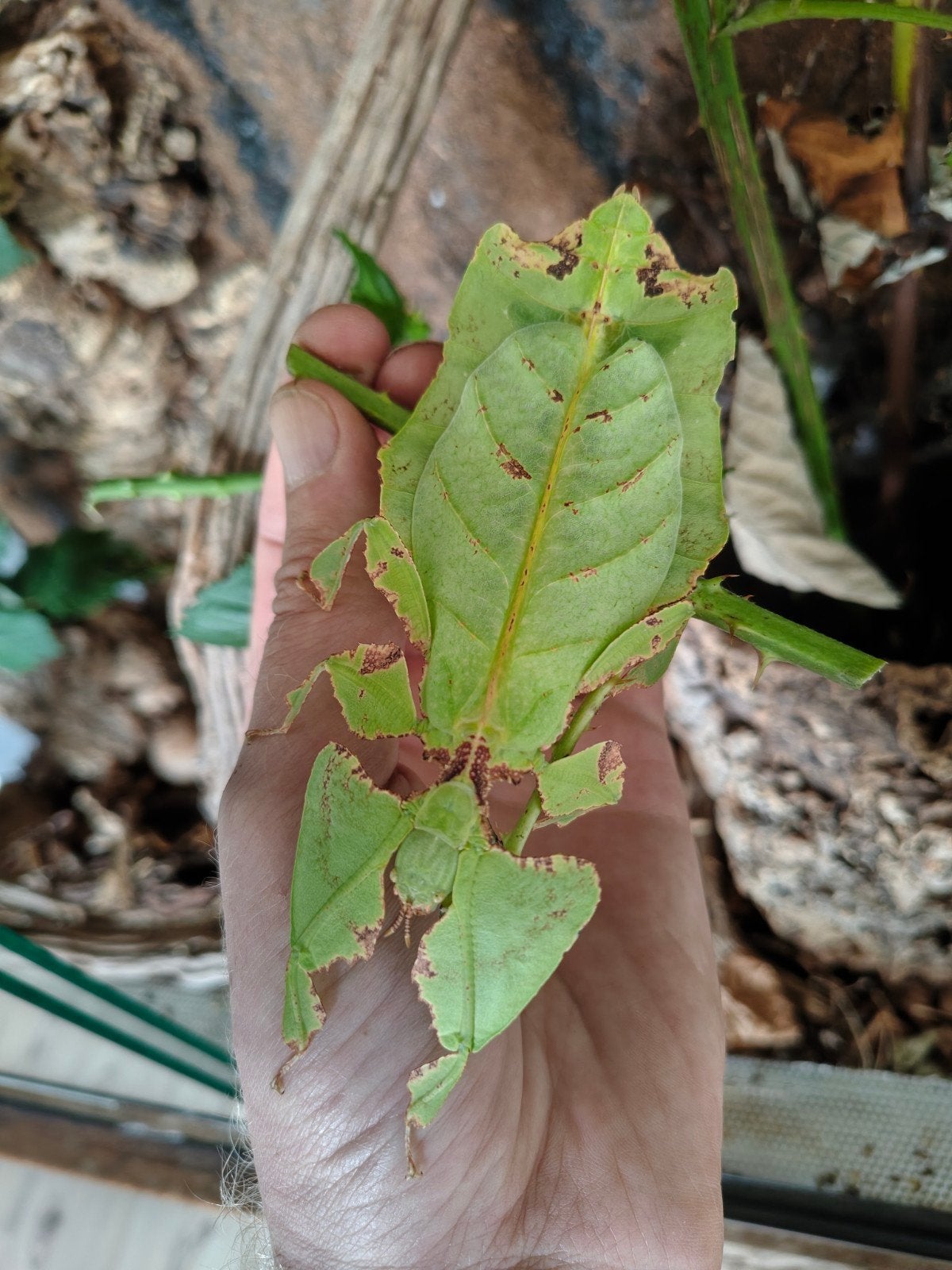 Phyllium giganteum nimfen te koop (psg 72), Dieren en Toebehoren
