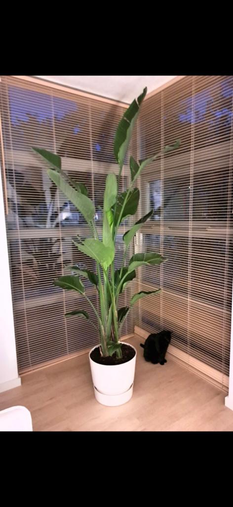 Strelitzia plant, Ophalen of Verzenden, Halfschaduw
