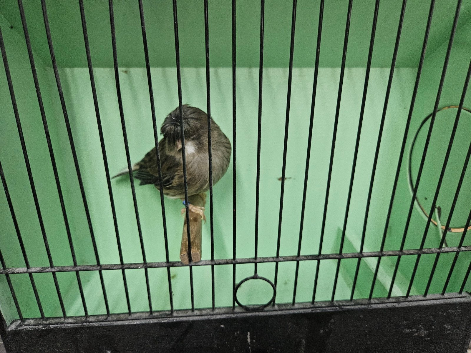 Glosters, Dieren en Toebehoren, Meerdere dieren, Kleurkanarie