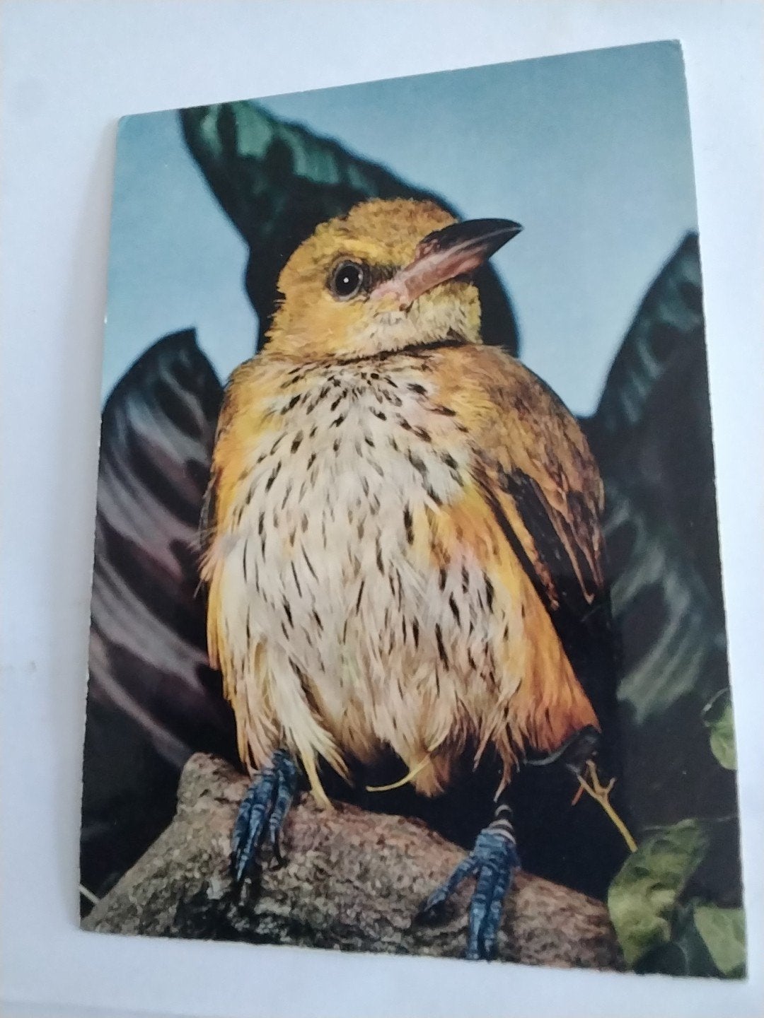 Oiseaux Exotiques - Oriolus oriolus - Ansichtkaart WIELEWAAL, Verzamelen, Ophalen of Verzenden, 1960 tot 1980, Ongelopen