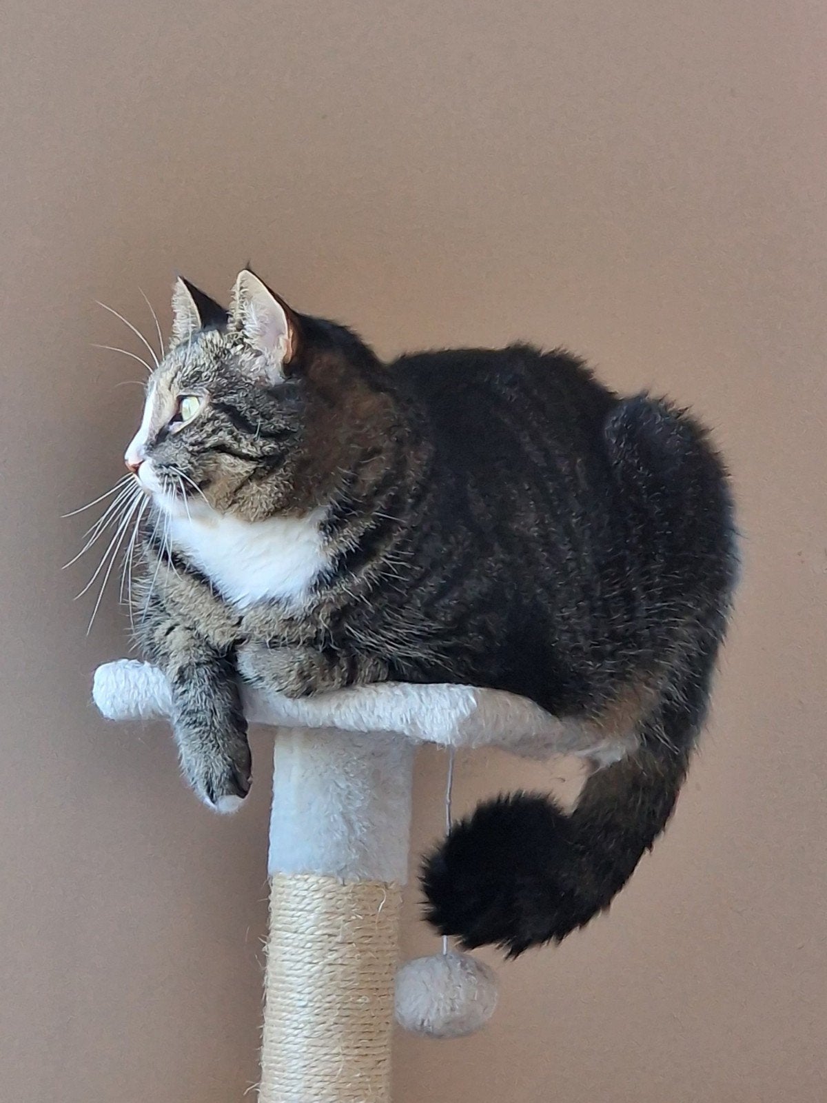 Simba zoekt een nieuw liefdevol thuis, Dieren en Toebehoren, Kater, Kortharig, 6 jaar of ouder
