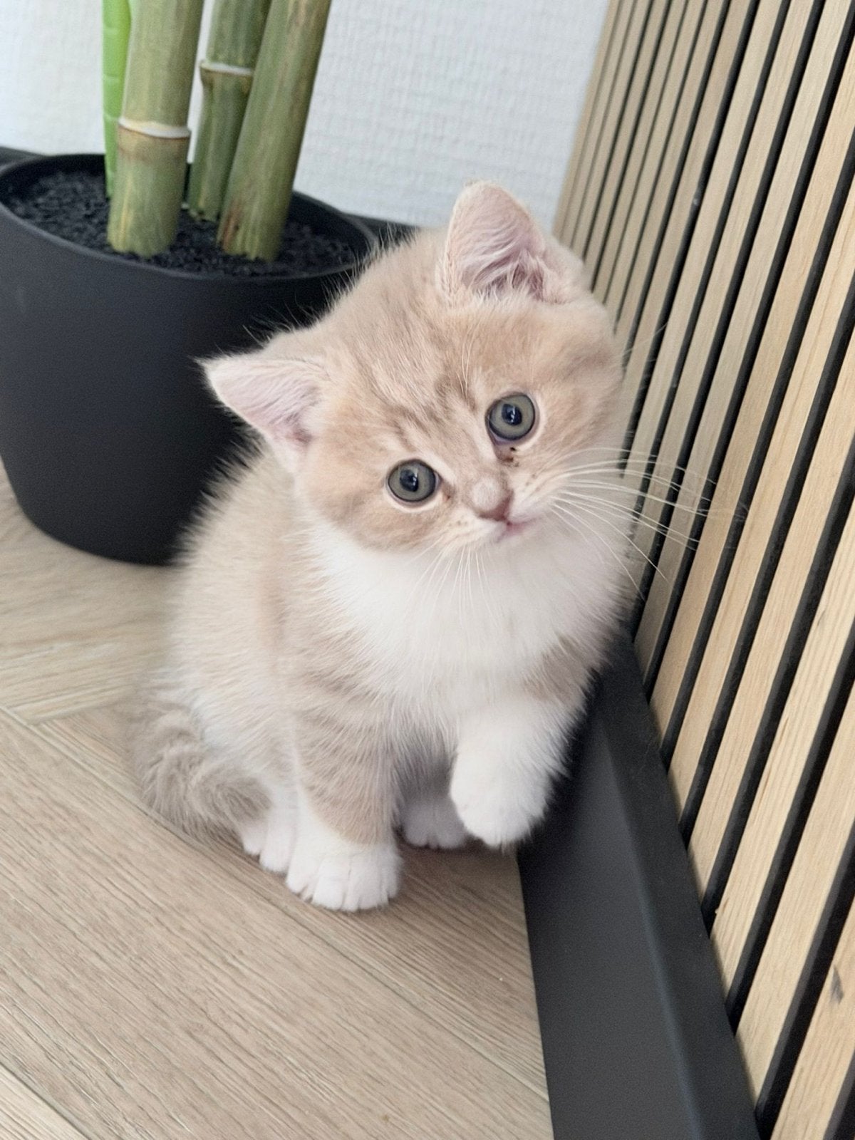 Kittens, Dieren en Toebehoren, Poes, 0 tot 2 jaar