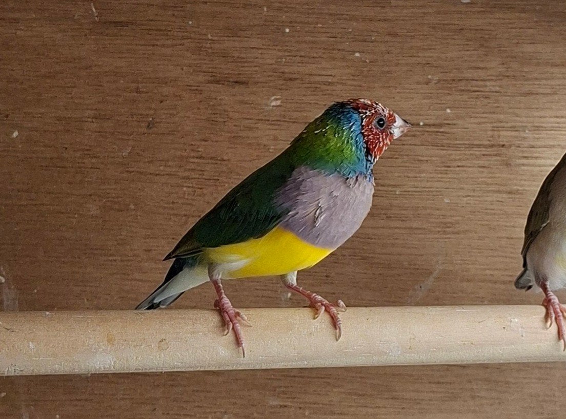 Koppel Gouldamadines, Dieren en Toebehoren, Vogels | Overige Vogels, Meerdere dieren, Tropenvogel