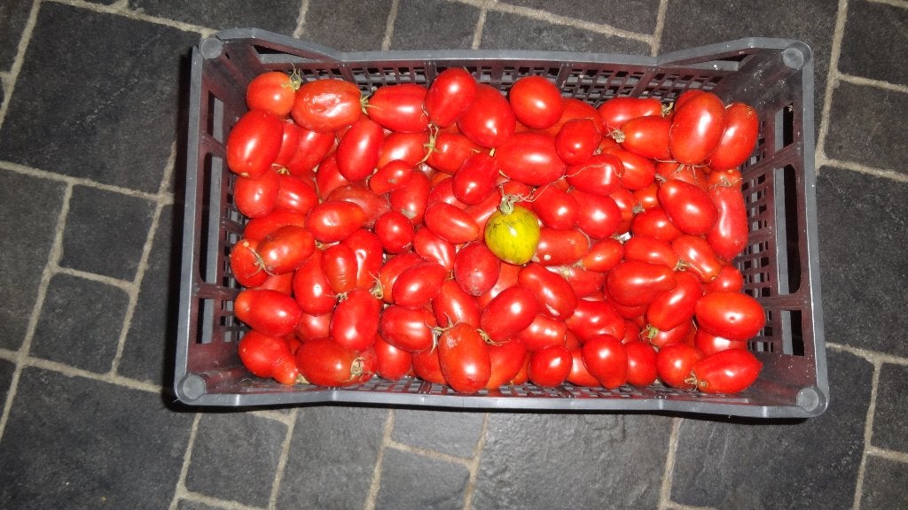 Tomaten, Diversen, Ophalen