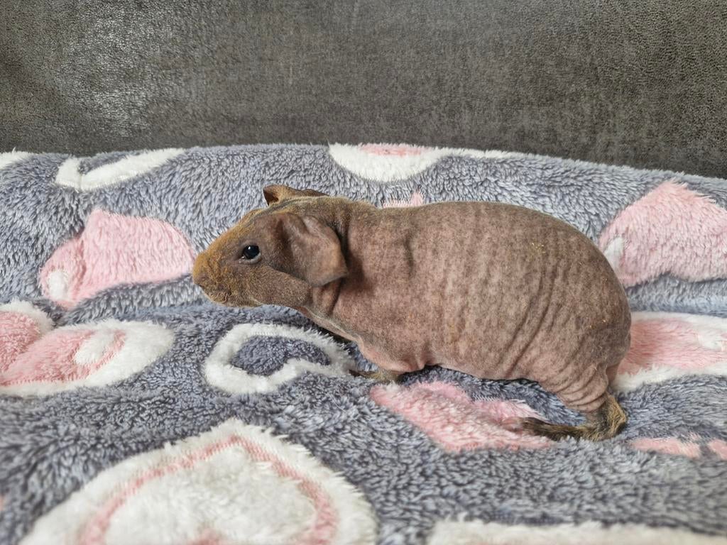Skinny cavia (naakt cavia) beer, Maart, Mannelijk, Cavia