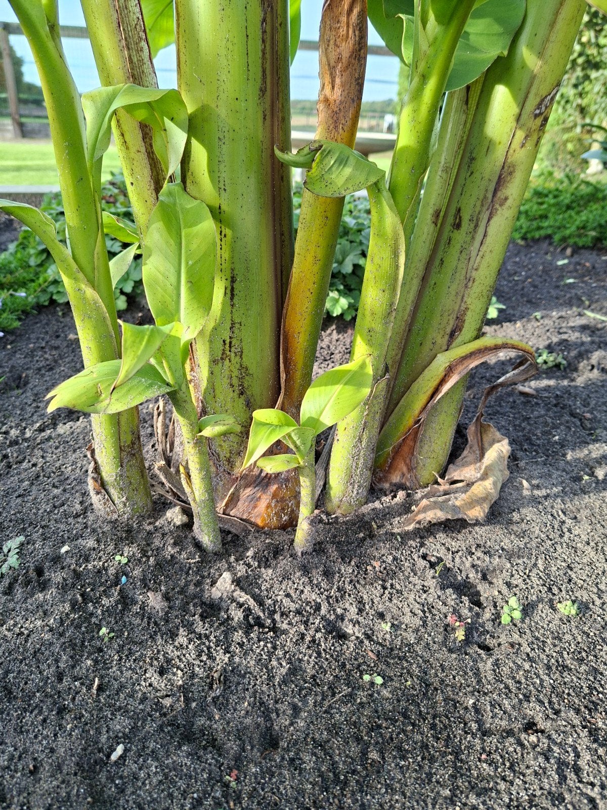 kleine en grote Musa bananenplant, Volle zon, Vaste plant, Zomer, Ophalen