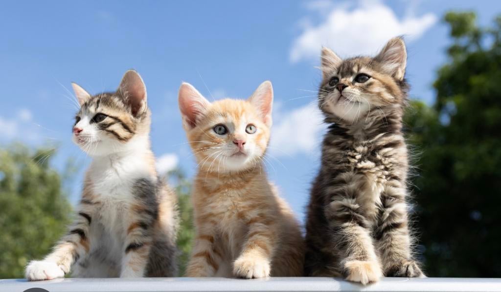 Kitten gezocht vanaf augustus, Dieren en Toebehoren, Katten en Kittens | Overige Katten, Geslacht onbekend, Kortharig