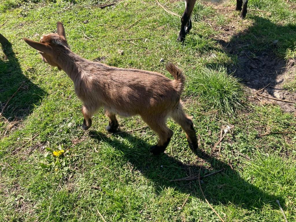 Dwergeit bruin schimmel / bruin, Meerdere dieren, Geit