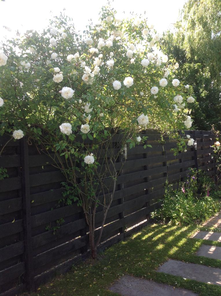 Roosjes in vaasjes voor bruiloft of feestje, Ophalen, Gebruikt, Geboorte of Huwelijk