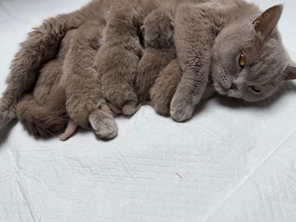 Britse korthaar kitten, Dieren en Toebehoren, Katten en Kittens | Raskatten | Korthaar, Meerdere dieren, Ontwormd