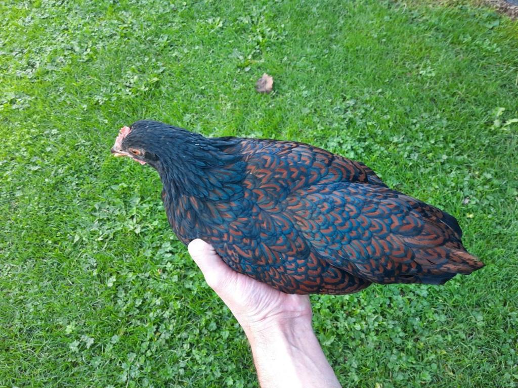 Barnevelder Kriel Dubbelgezoomd 1  jaar oud, Dieren en Toebehoren, Vrouwelijk, Kip