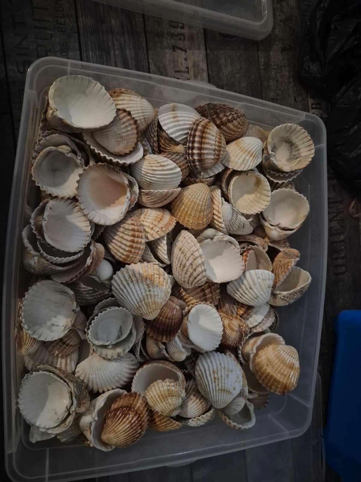 Krat vol gedoornde hartschelpen - decoratie/knutselen, Ophalen, Gebruikt