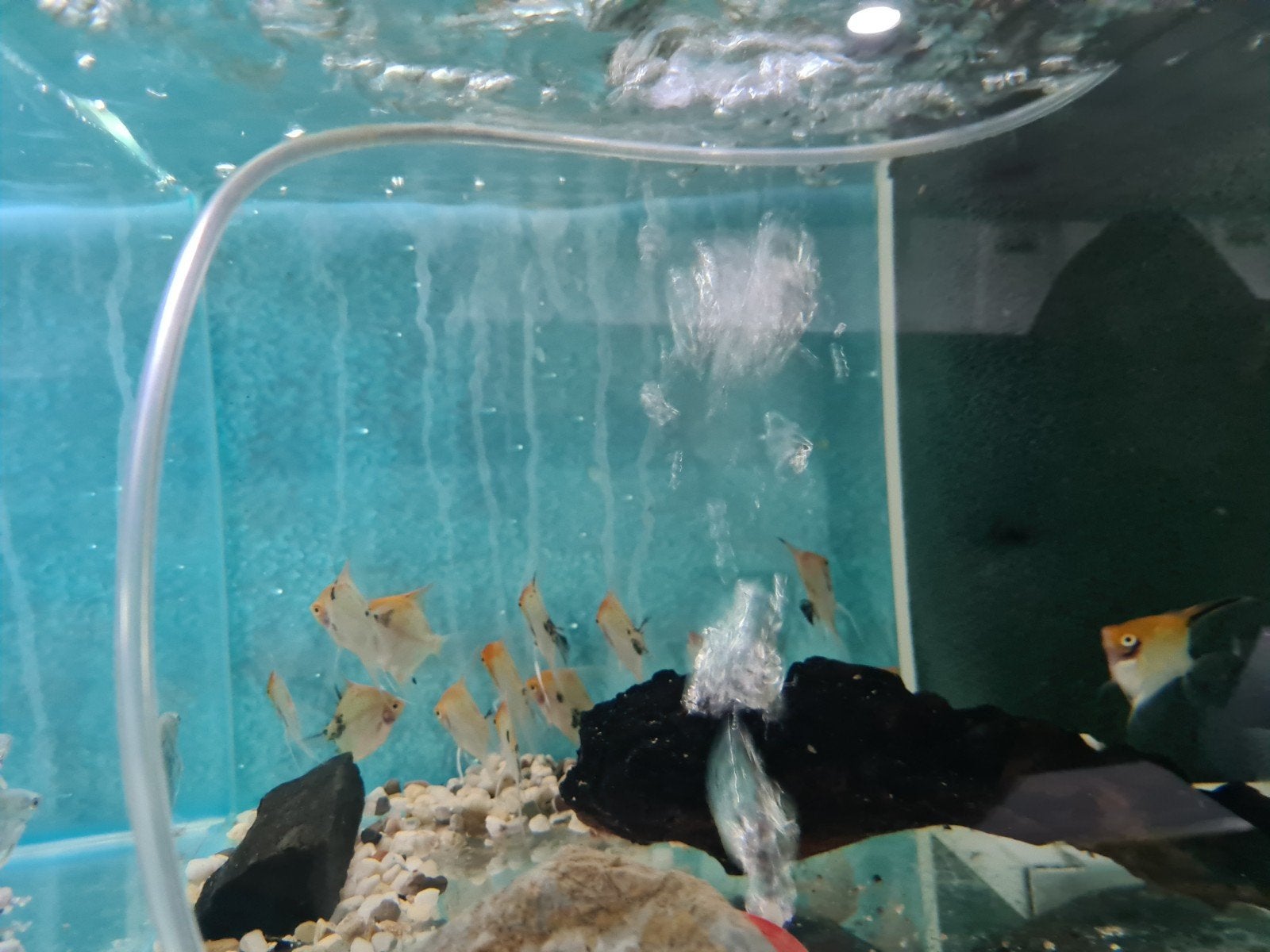 Koi Maanvissen, Dieren en Toebehoren, Vissen | Aquariumvissen, Vis, Zoetwatervis