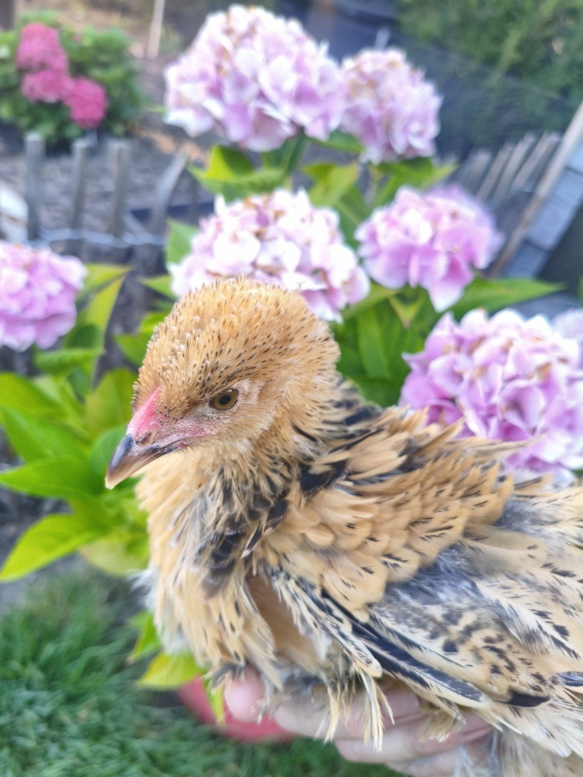 Brahma krul kippen, Dieren en Toebehoren, Kip