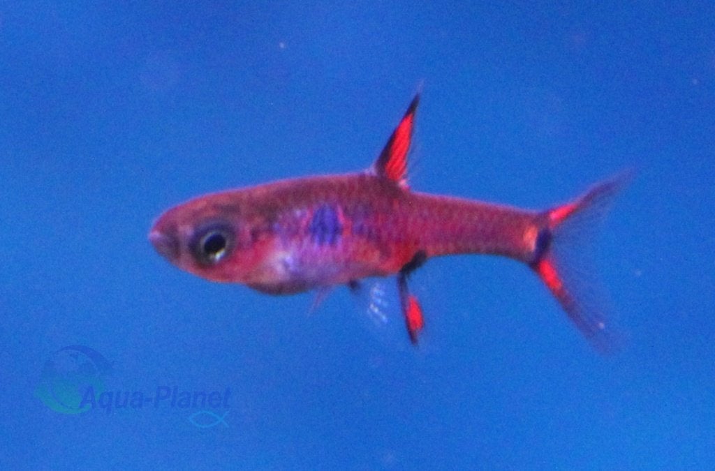 Dwerg Rasbora, Vis, Zoetwatervis, Schoolvis
