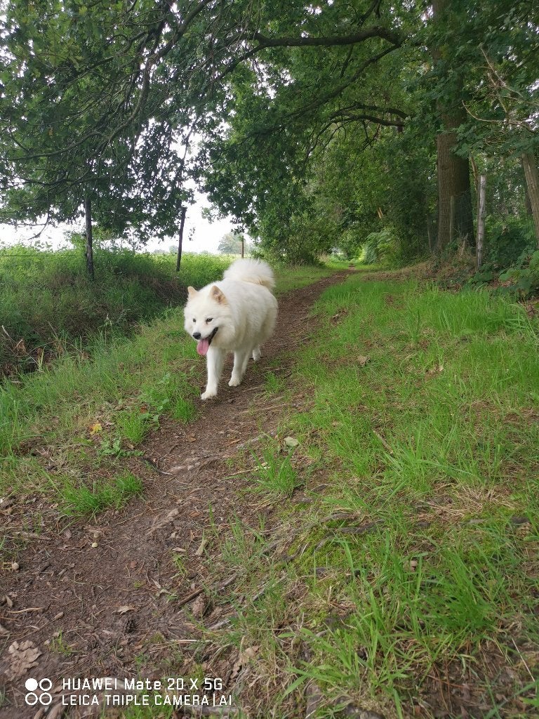 Prachtig poolhondje, Dieren en Toebehoren, Honden | Poolhonden, Keeshonden en Oertypen, 6 jaar of ouder, België, Particulier, Teef