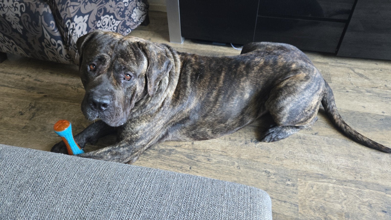 Presa canario reu, Reu, 1 tot 2 jaar, Bulldog, Eén hond
