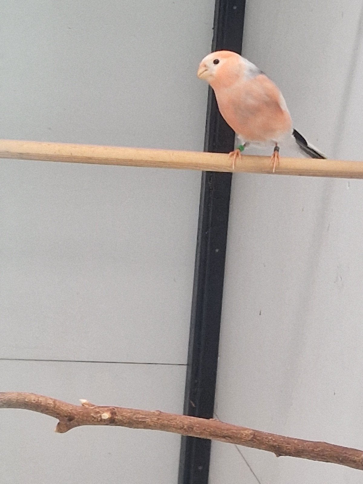 bonte goudvink man, Mannelijk, Wildzangvogel, Geringd