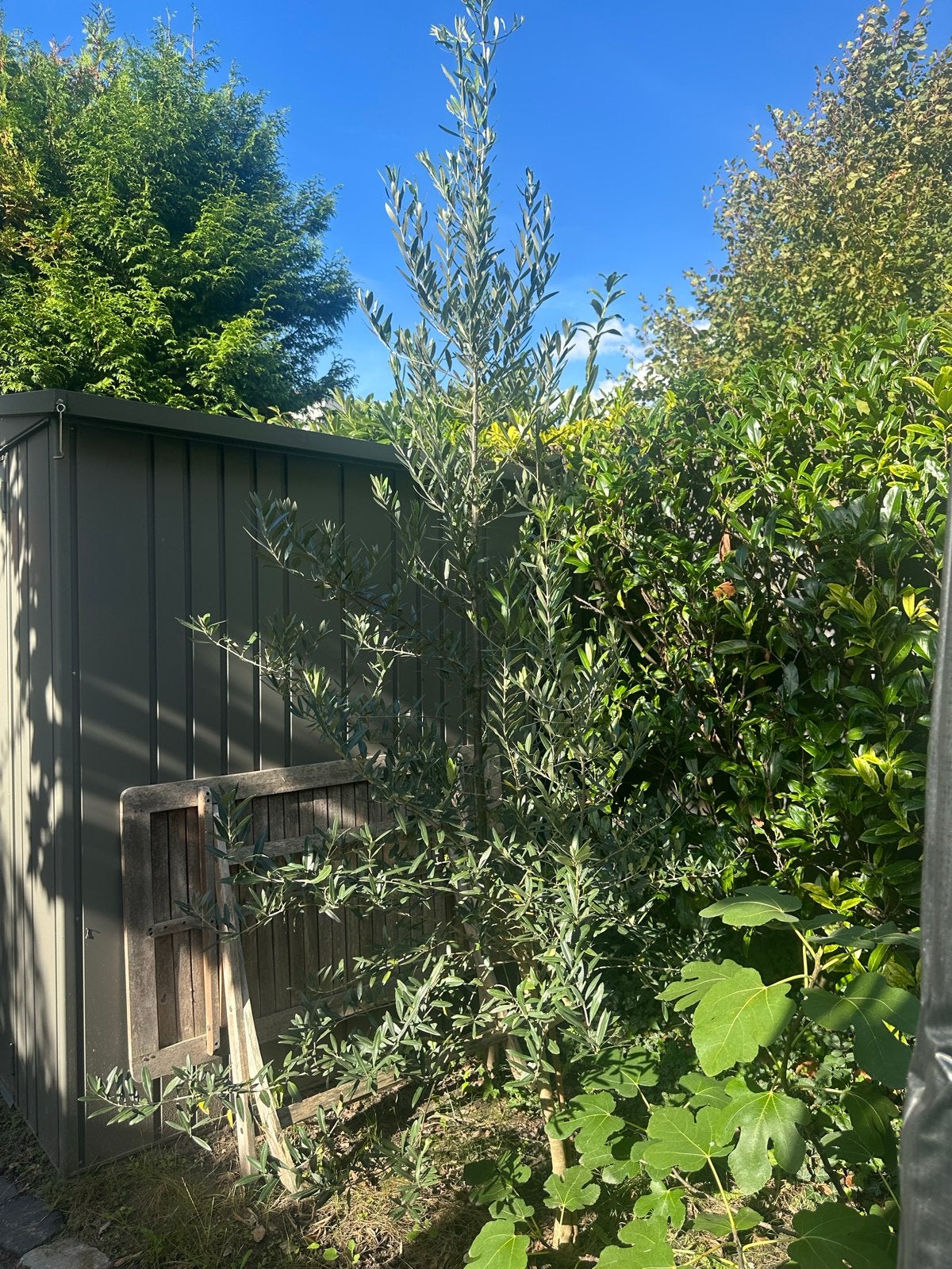 Jonge Olijfboom - Ideaal voor tuin of terras, Volle zon, Vaste plant, Lente, Ophalen
