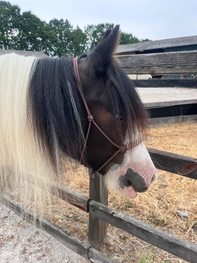 Superknappe 2-jarige Tinker merrie, Dieren en Toebehoren, Merrie, Met stamboom, 0 tot 2 jaar