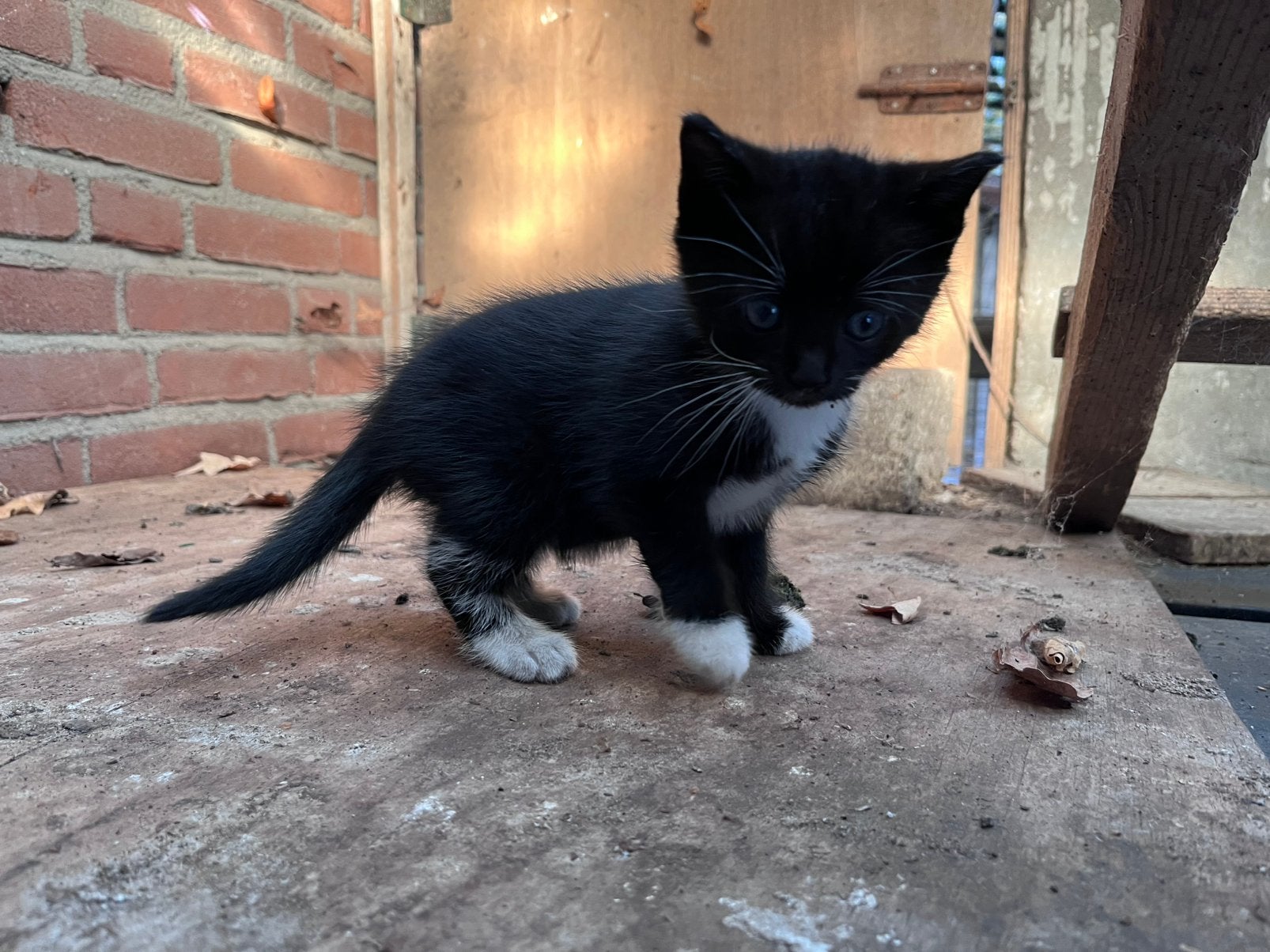 Lieve kitten (kater) zoekt een fijn en liefdevol thuis 🐱, Dieren en Toebehoren, Meerdere dieren, Kortharig, 0 tot 2 jaar