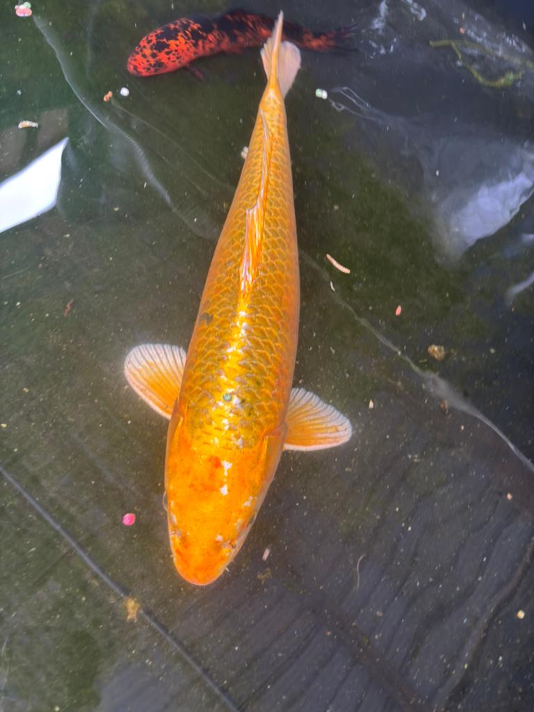 Koi, Karper of Koi