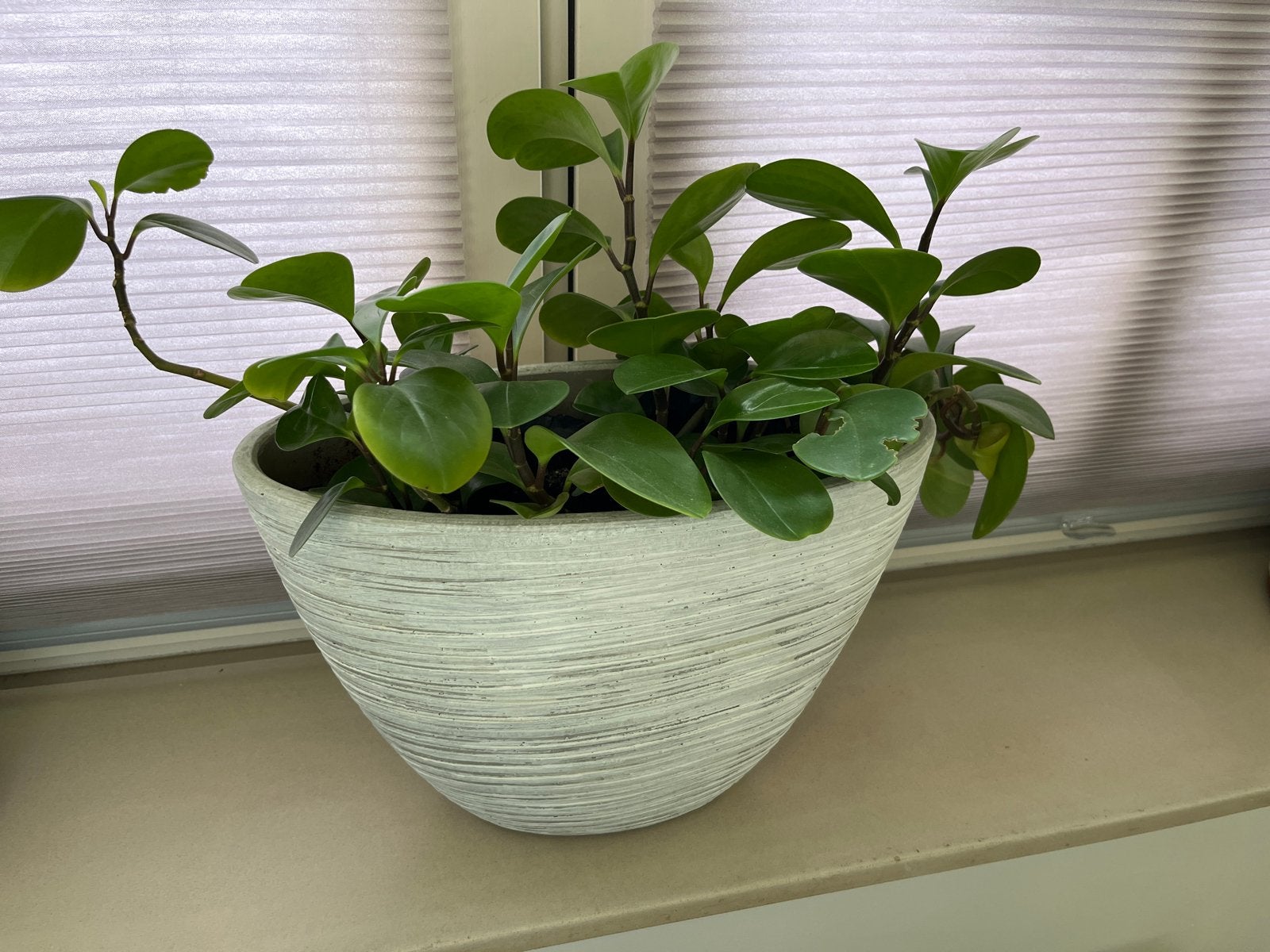 Intratuin plantenbak, Ophalen