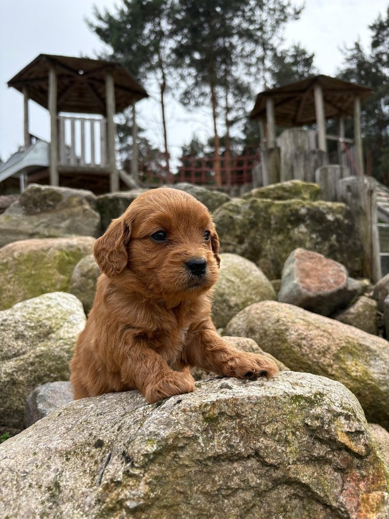 Goldendoodle Medium F1 Welpen, Particulier, Overige rassen, 8 tot 15 weken, Buitenland