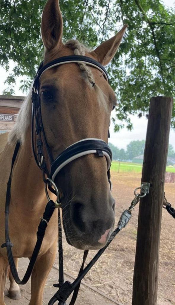 Bijrijder gezocht, Dieren en Toebehoren, Stalling en Weidegang