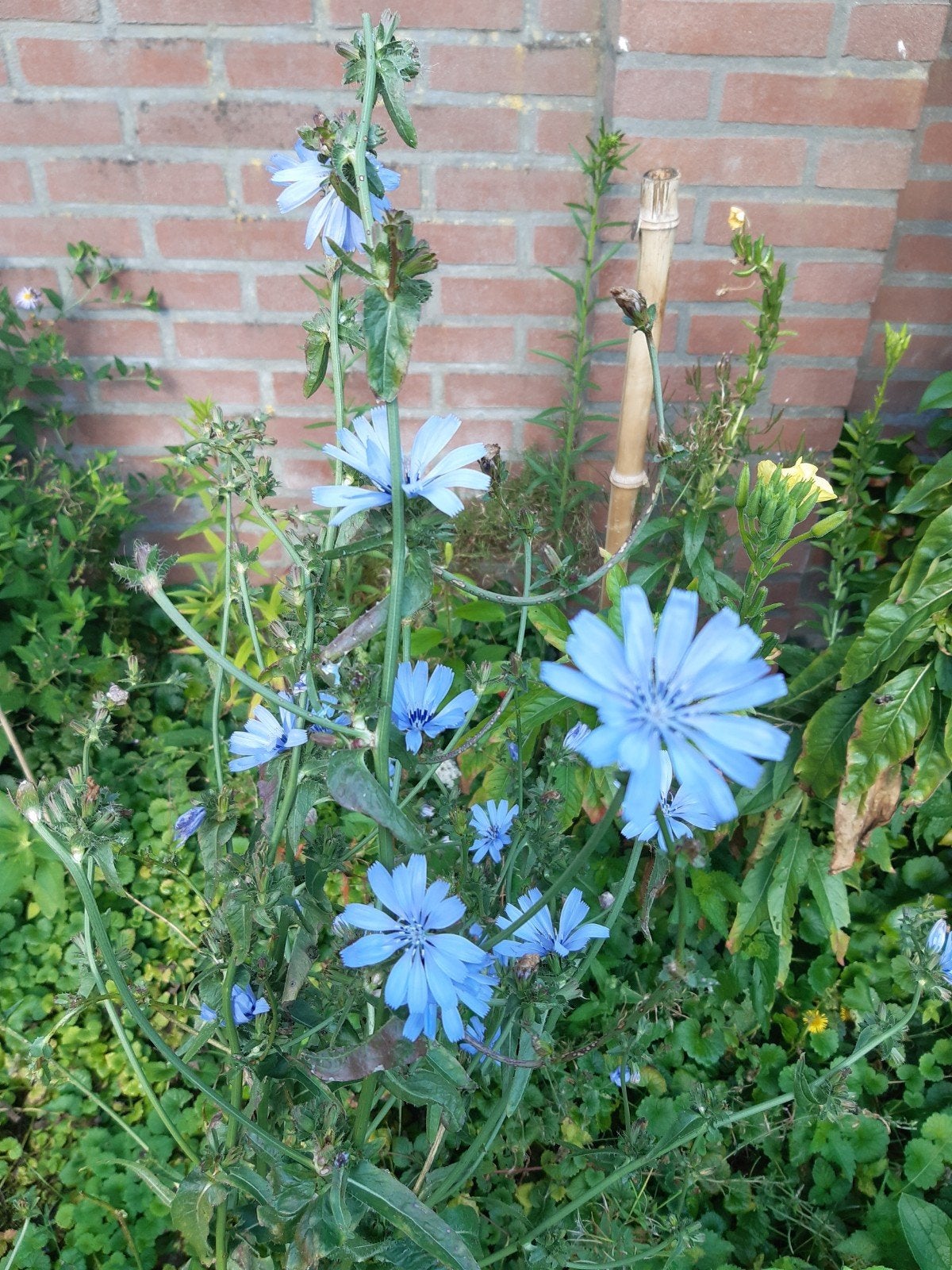 Wilde Cichorei 2 stuks (inheems), Volle zon, Vaste plant, Zomer, Ophalen