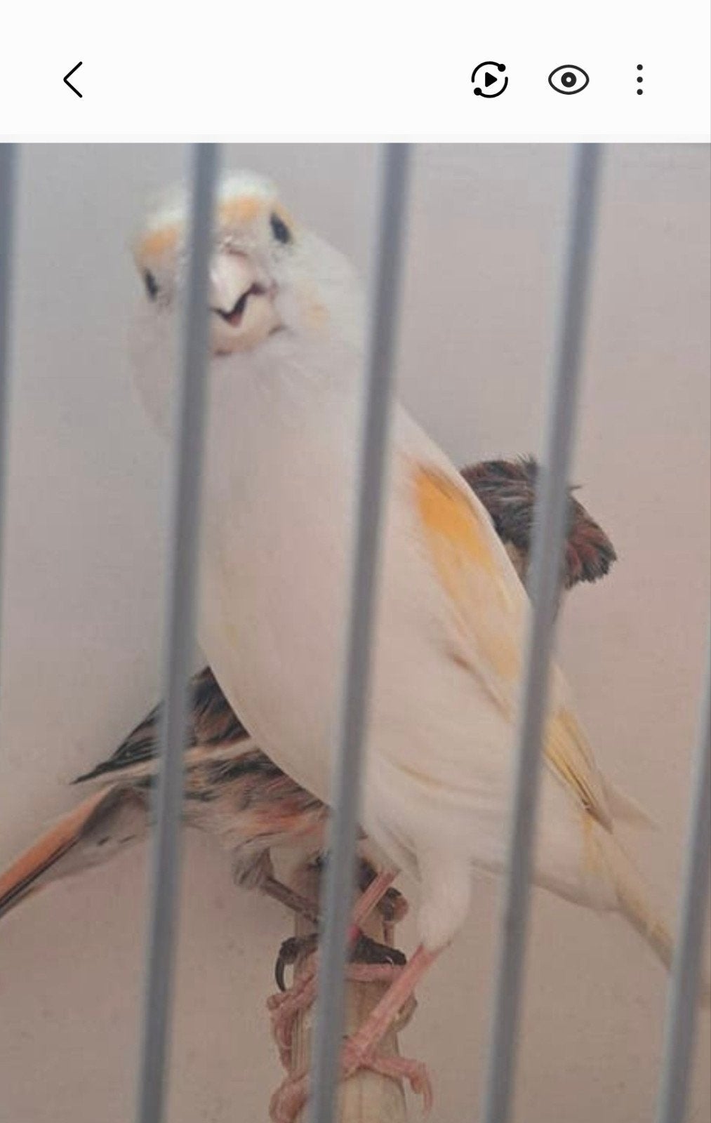 Koppeltje harlekijn kanarie, Dieren en Toebehoren, Vogels | Kanaries, Meerdere dieren, Postuurkanarie