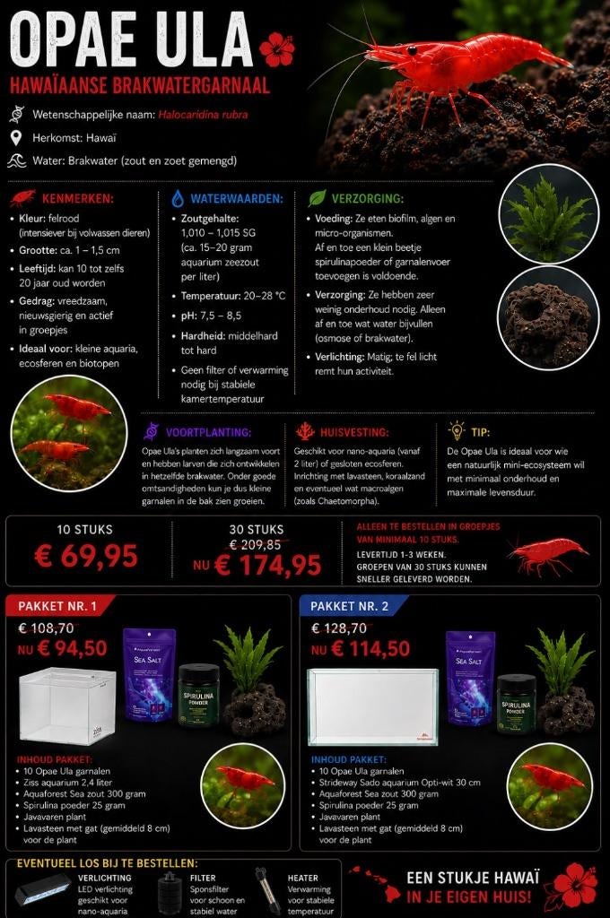 Opae Ula – Hawaïaanse brakwatergarnaal los of als pakket, Dieren en Toebehoren, Vissen | Aquariumvissen, Zoetwatervis, Kreeft, Krab of Garnaal