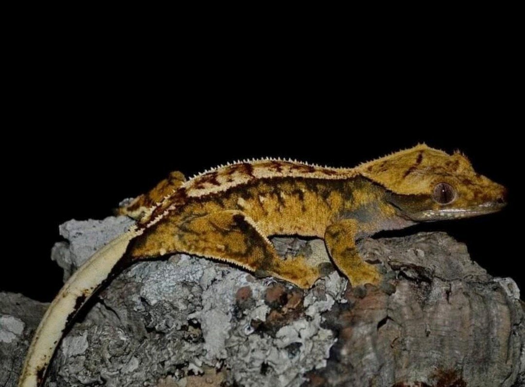 wimpergekko vrouw nk22 Partial pinstripe extreme harlequin, Dieren en Toebehoren, Hagedis, 3 tot 6 jaar